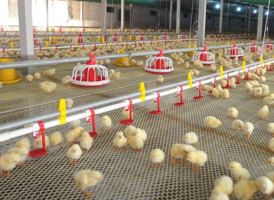 Cheap Agricultural Steel Structure Prefabricated Poultry Chicken Broiler Layer Cage Ground House Pig Farm Cow Barn Full Equipment One-stop Service