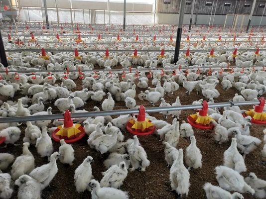 قیمت خوب Chicken Poultry Farm Equipment for Broiler House in Philippines with Steel Structure House آنلاین